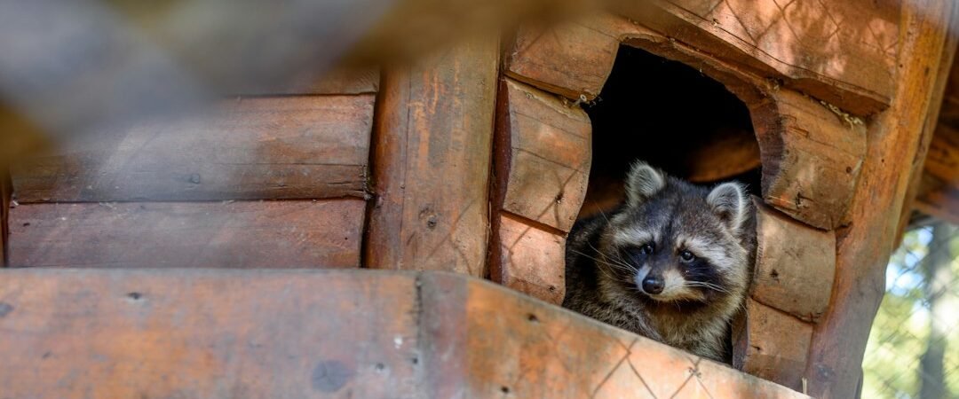 Animals Under a Mobile Home