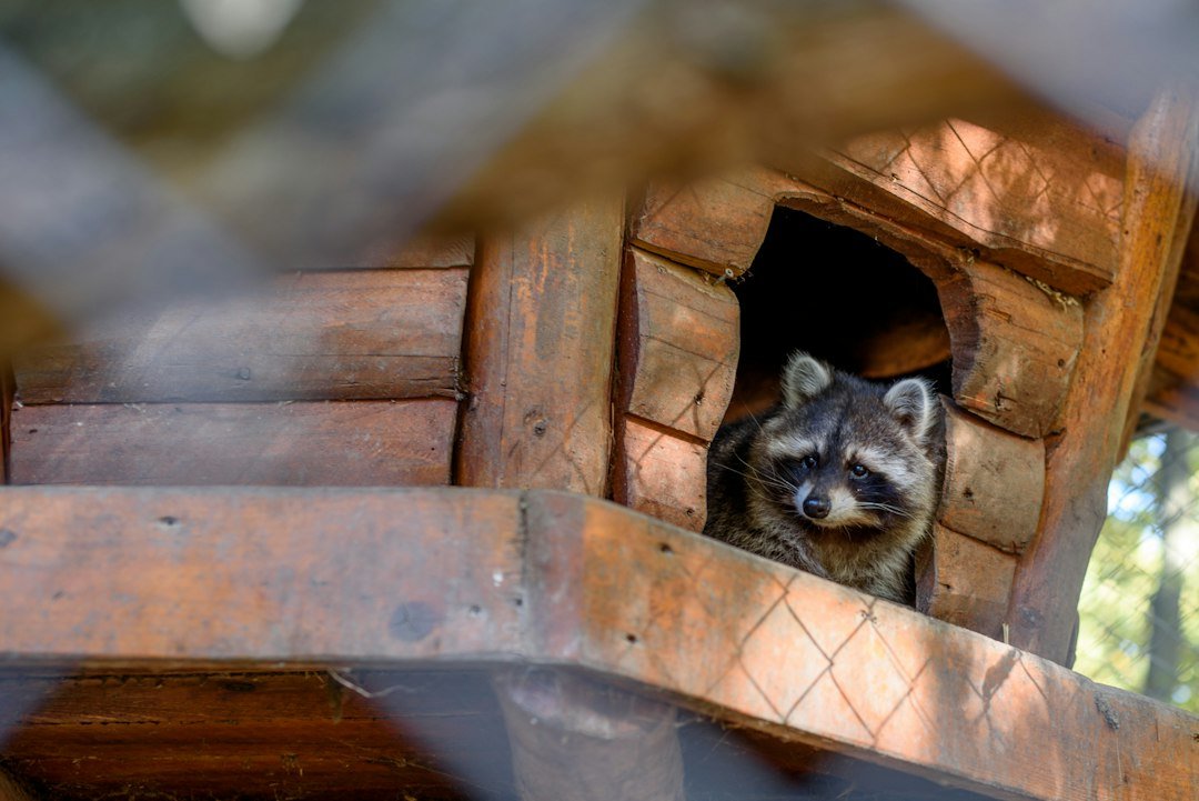 Animals Under a Mobile Home